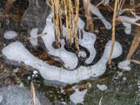 Schilfstängel Gruppe im Eis eingeschlossen, umgeben von heller Lufteinschluß Struktur